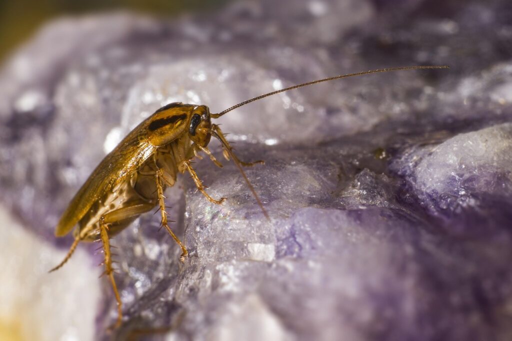 Cucaracha alemana, Blattella germanica, plaga frecuente en cocinas de restaurantes y hoteles